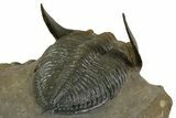 Exceptional Zlichovaspis Trilobite - Orange Eye Facets #350497-5